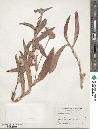 Tradescantia pallida image