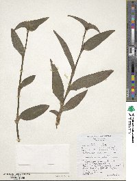 Tradescantia pallida image