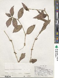 Tradescantia pallida image