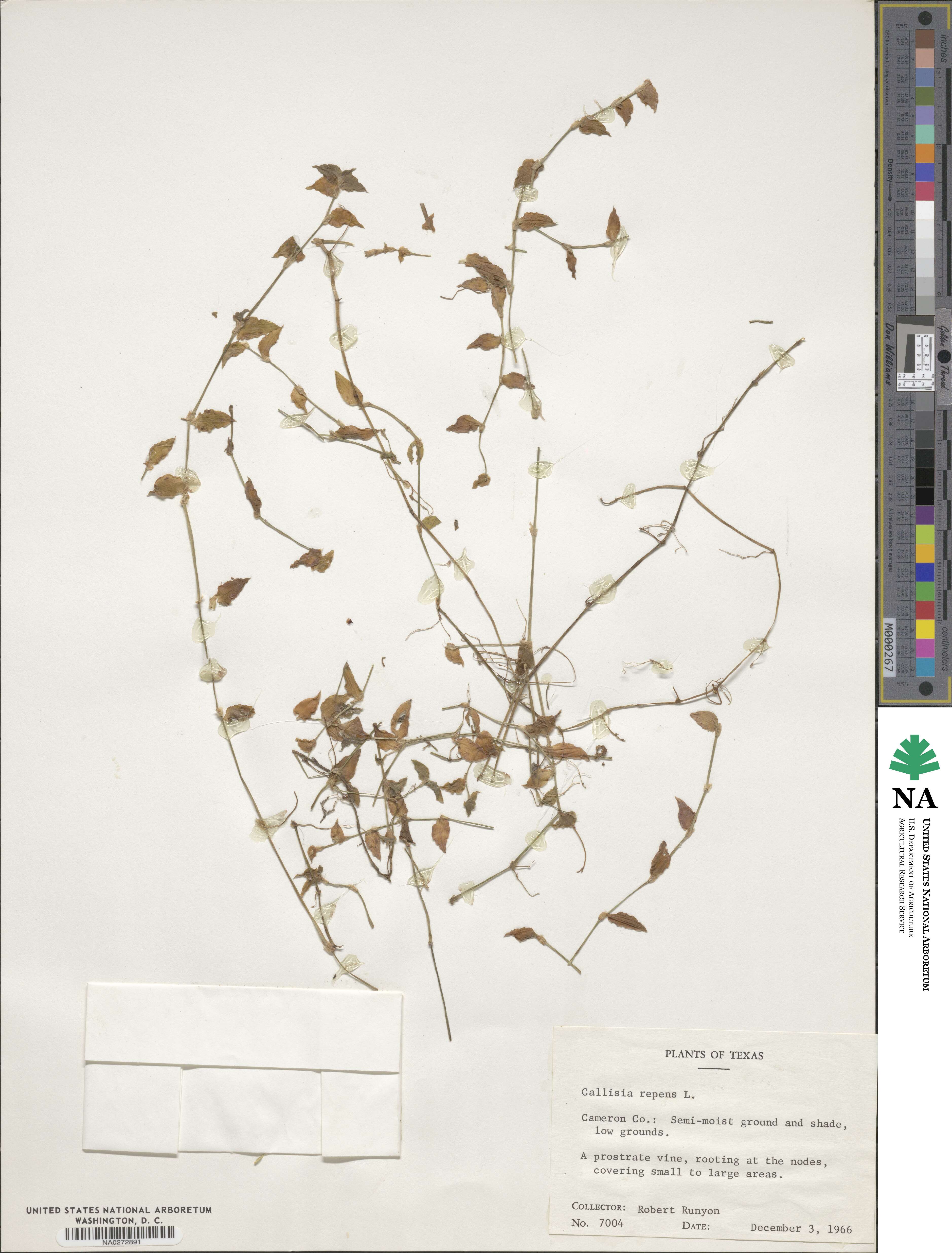 Callisia repens image
