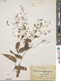 Callisia multiflora image