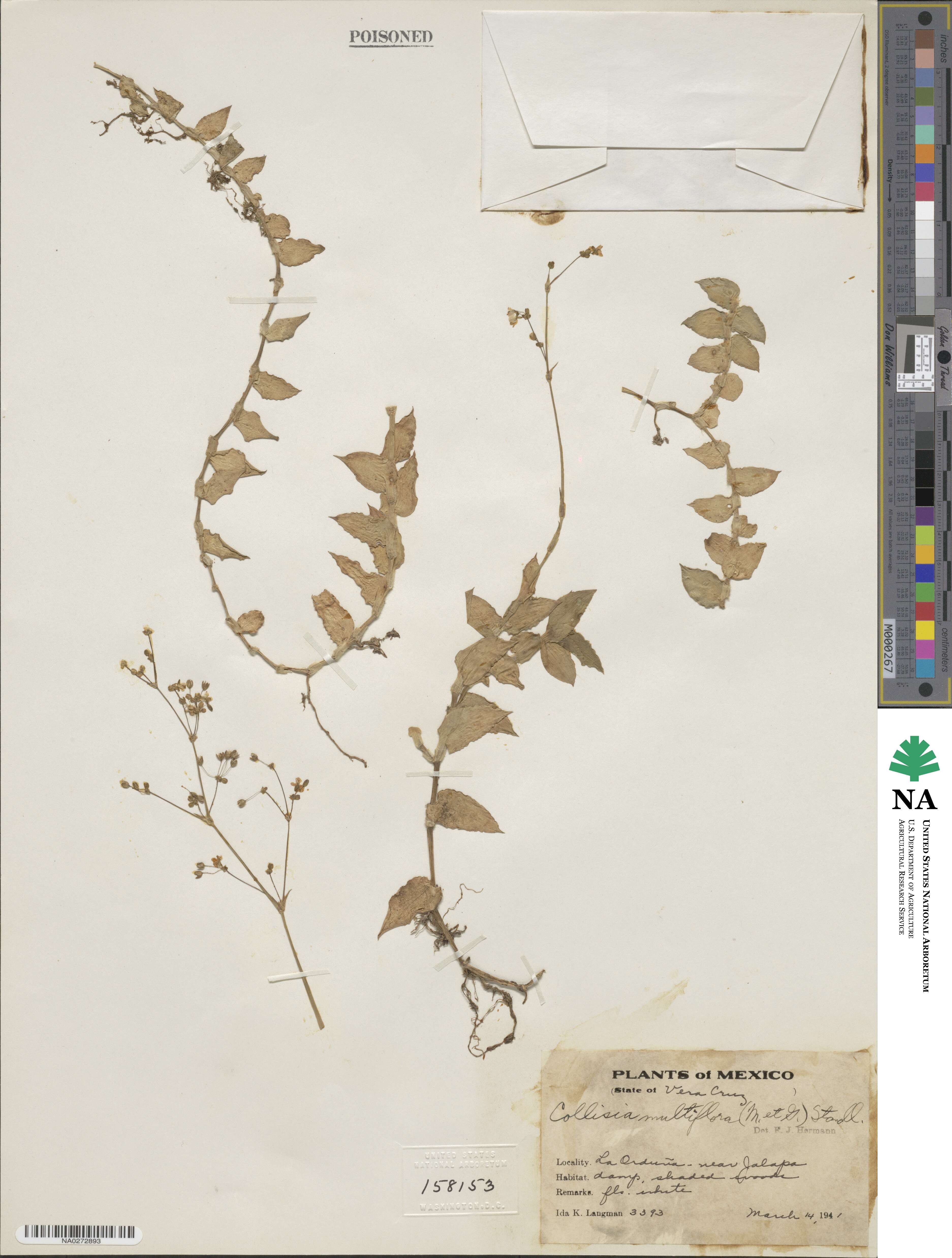 Callisia multiflora image