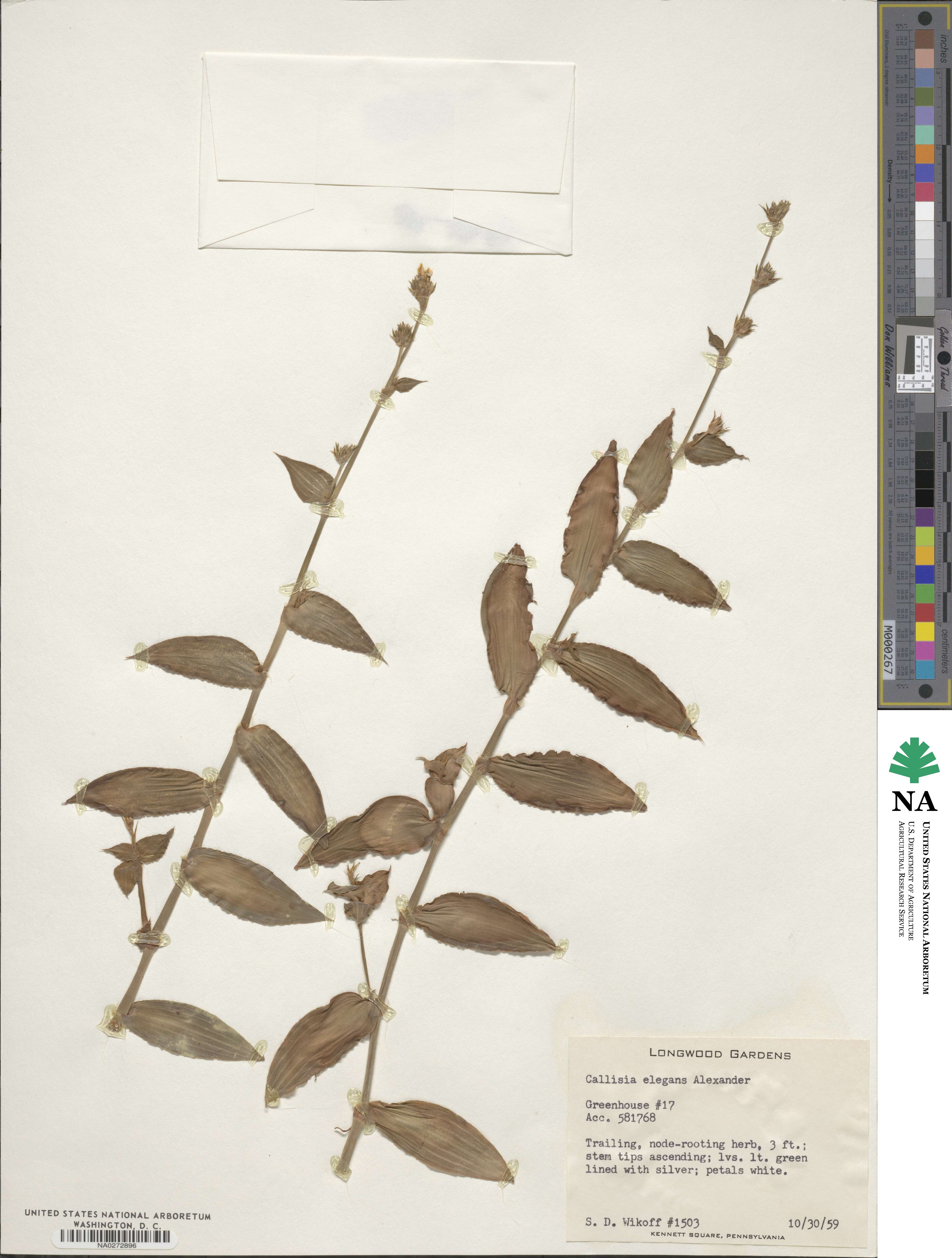 Callisia gentlei var. elegans image