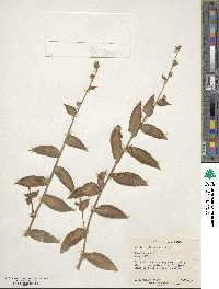 Callisia gentlei var. elegans image