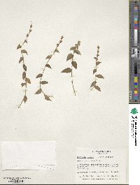 Callisia repens image