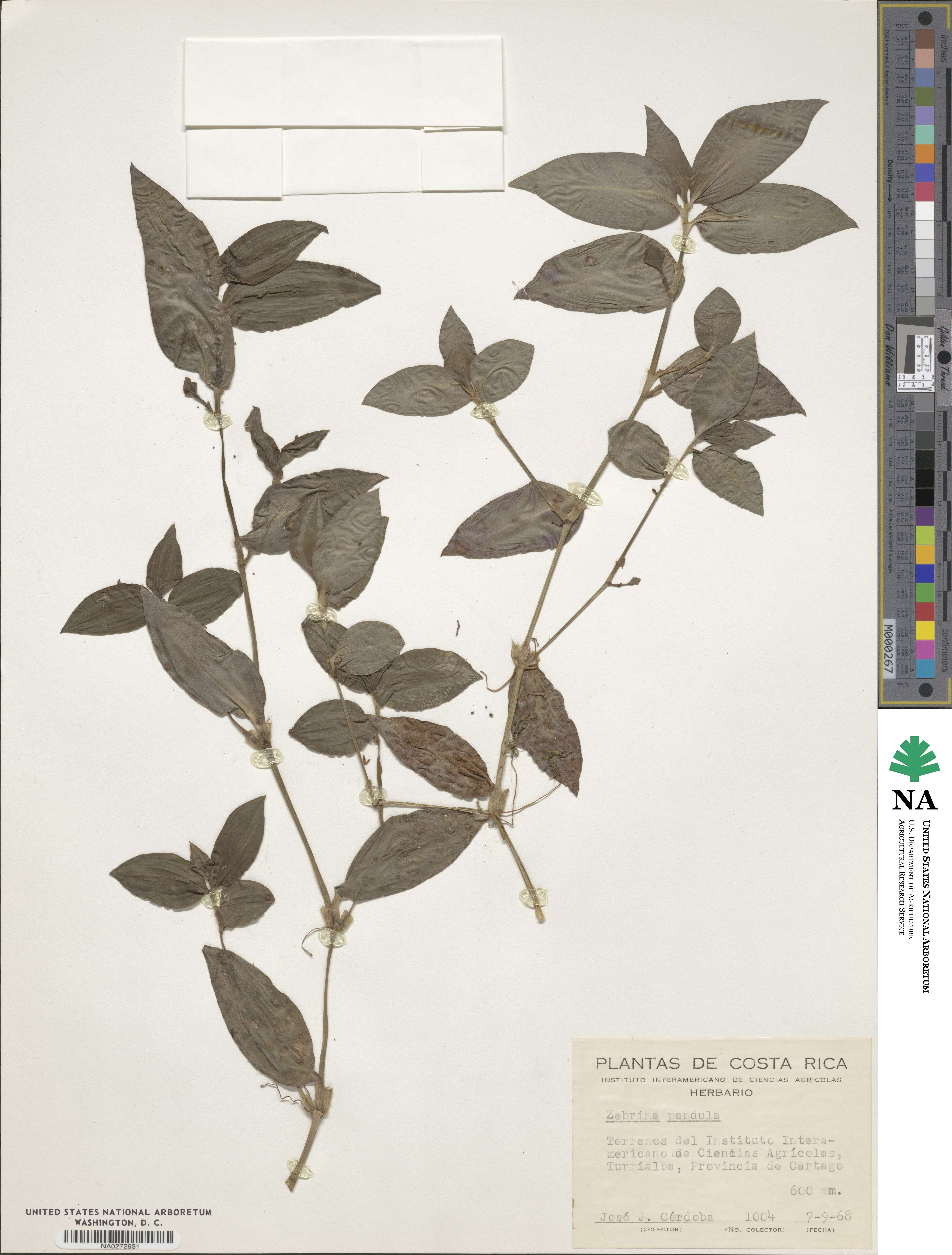 Tradescantia zebrina image