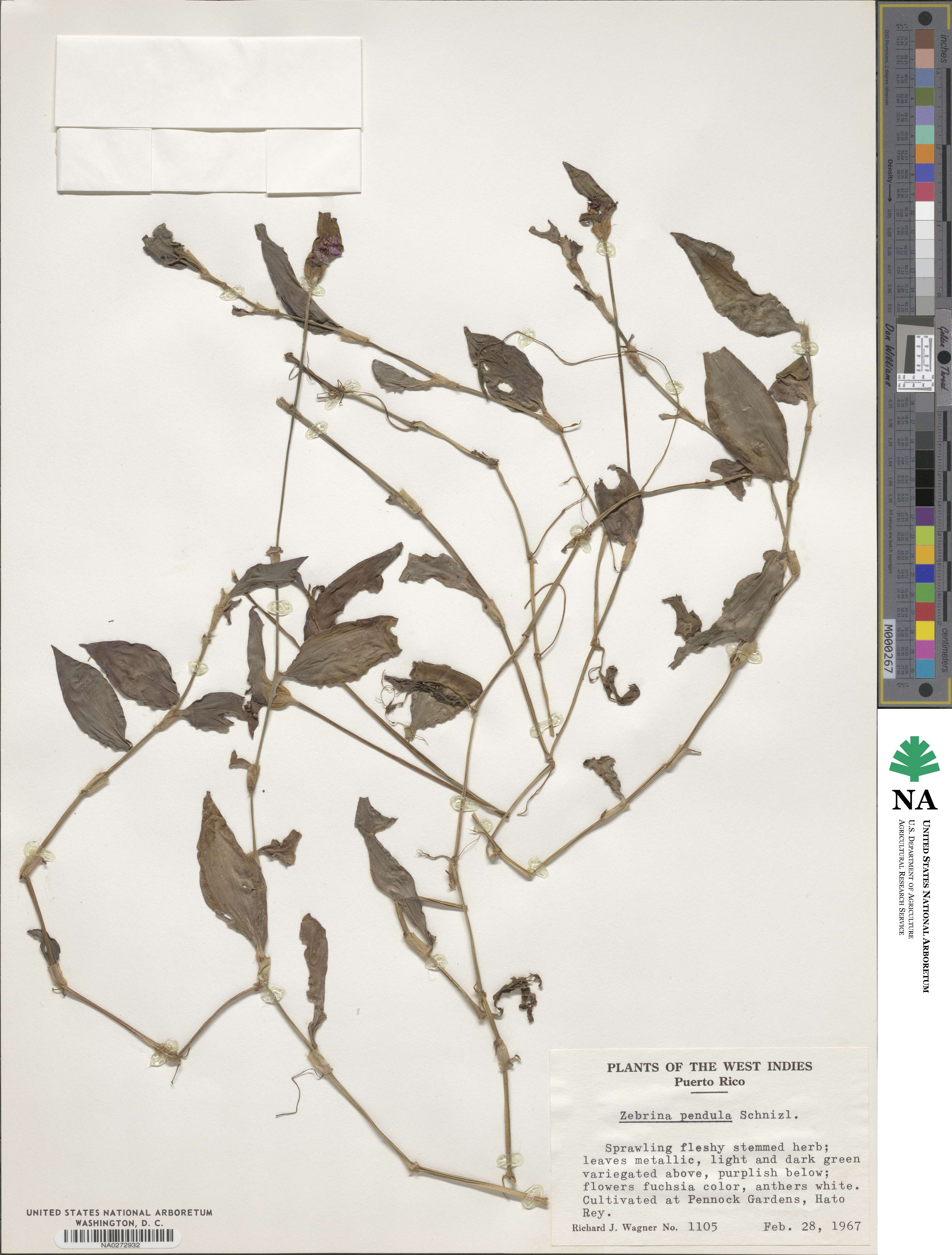 Tradescantia zebrina var. zebrina image