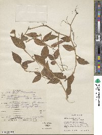 Tradescantia zebrina image