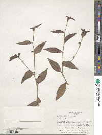 Tradescantia zebrina var. zebrina image