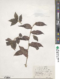 Tradescantia zebrina image