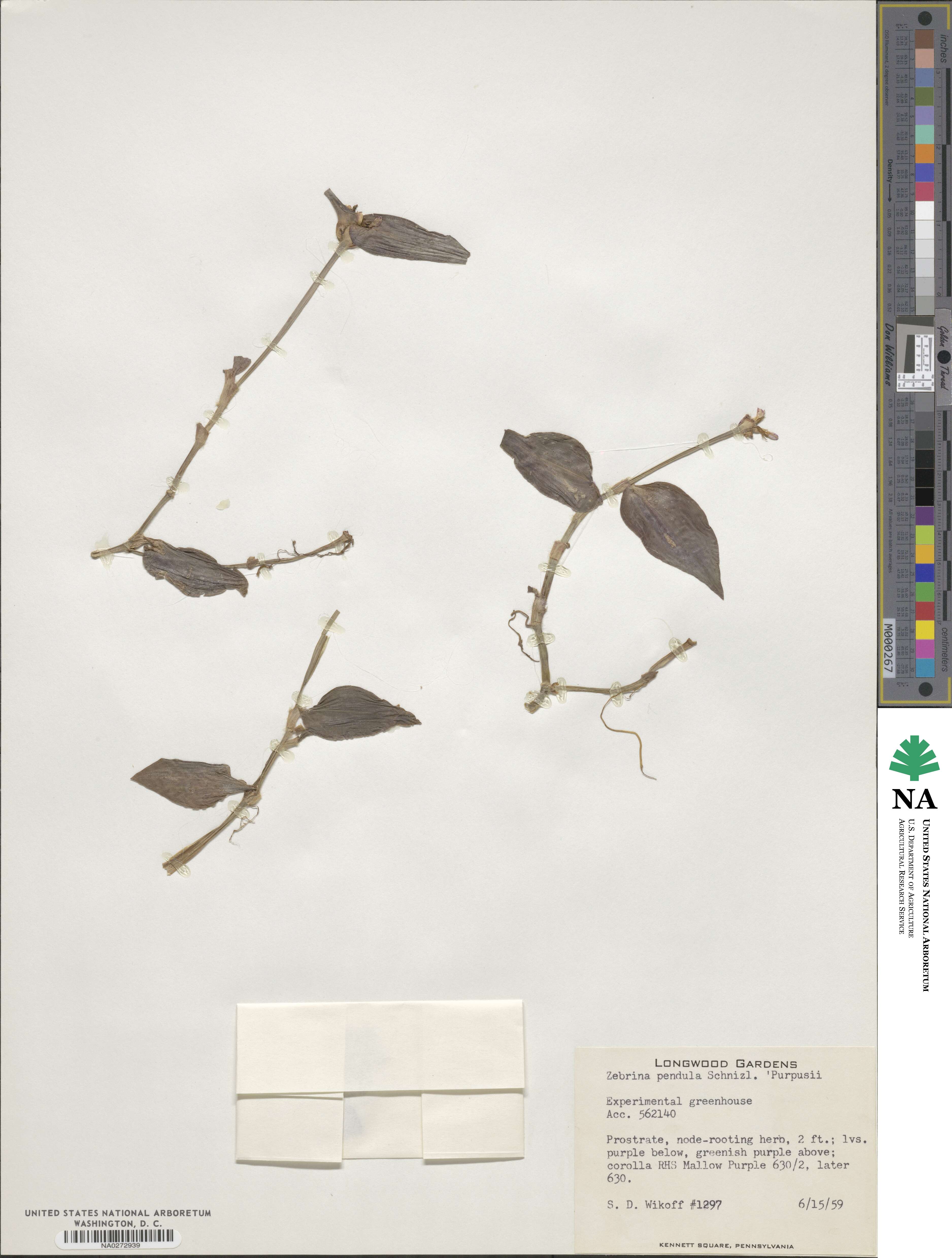 Tradescantia zebrina var. zebrina image