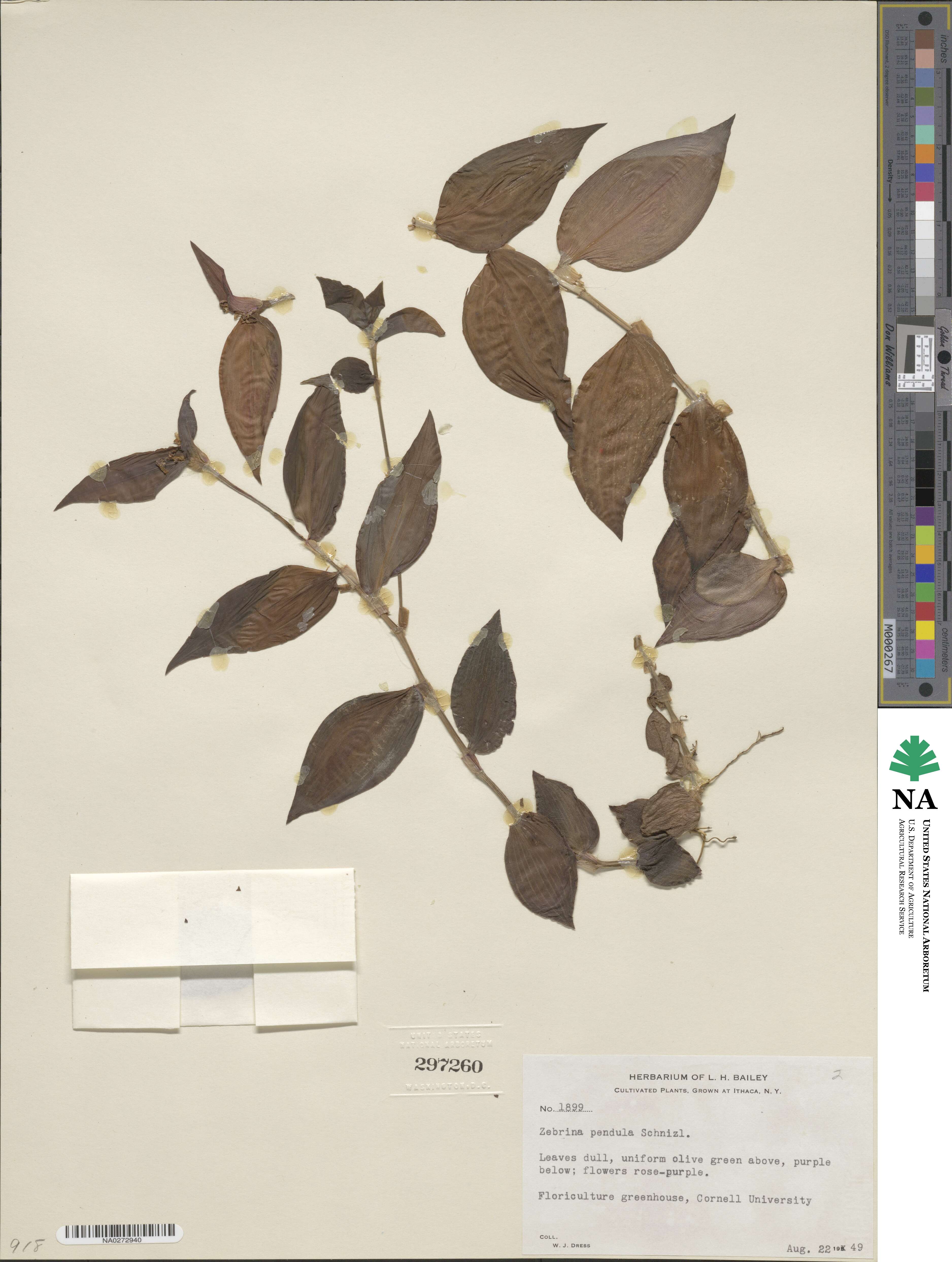 Tradescantia image