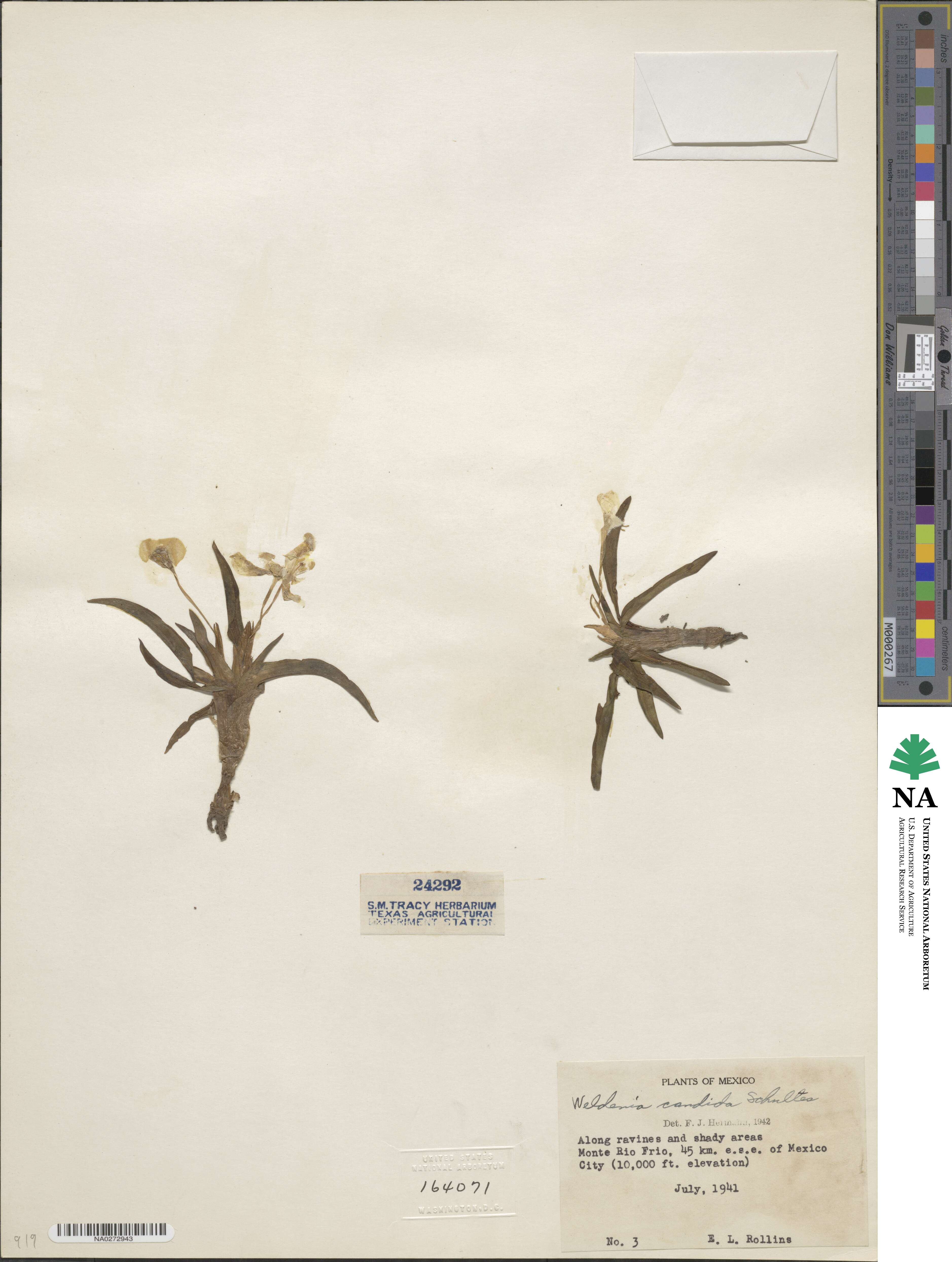 Weldenia image