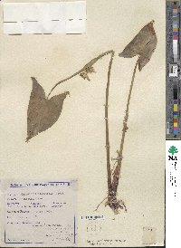 Pontederia hastata image