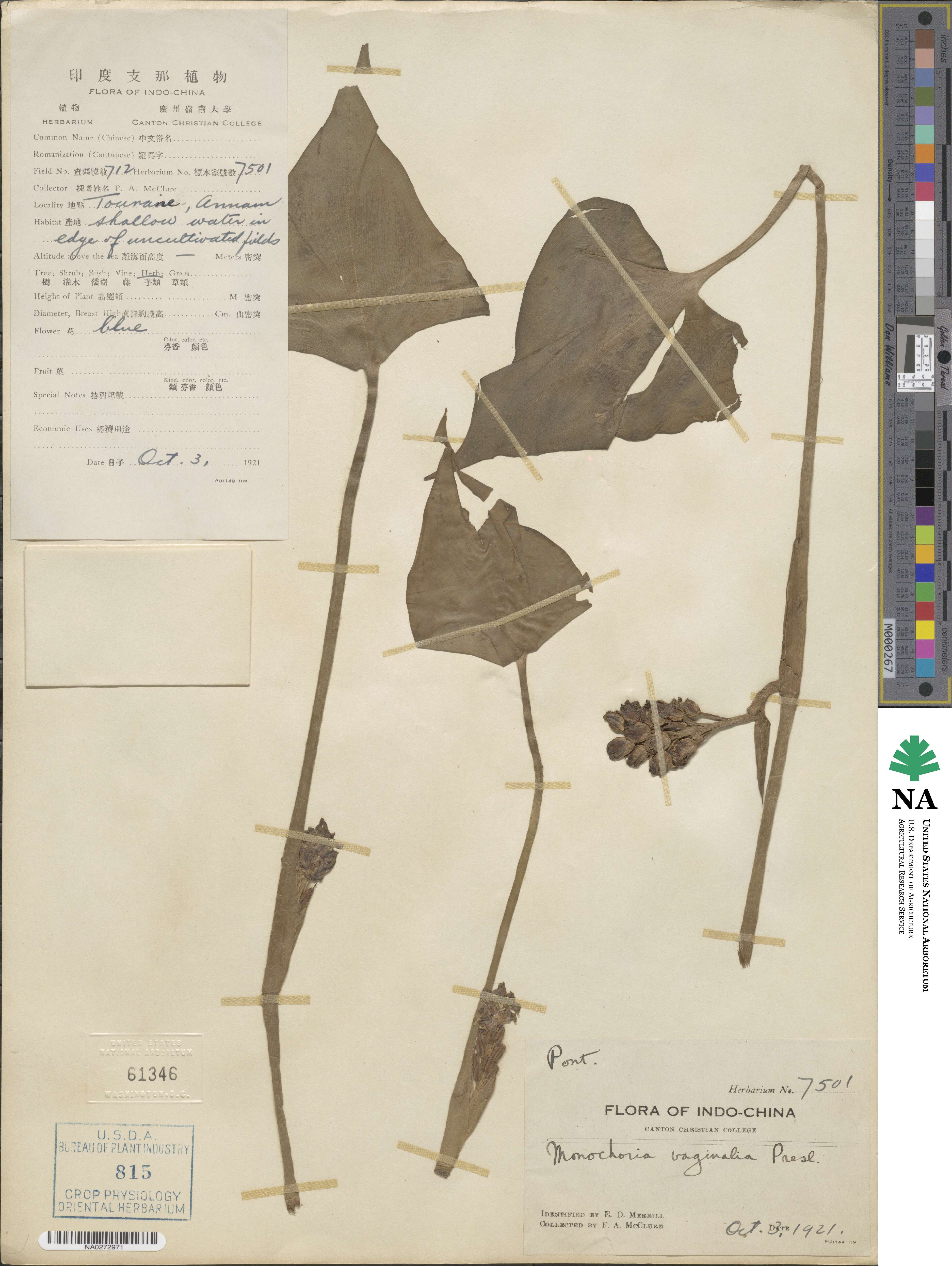 Pontederia vaginalis image