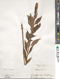 Lysimachia clethroides image