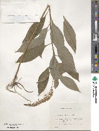 Lysimachia clethroides image