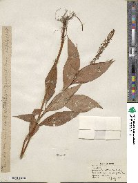 Lysimachia clethroides image