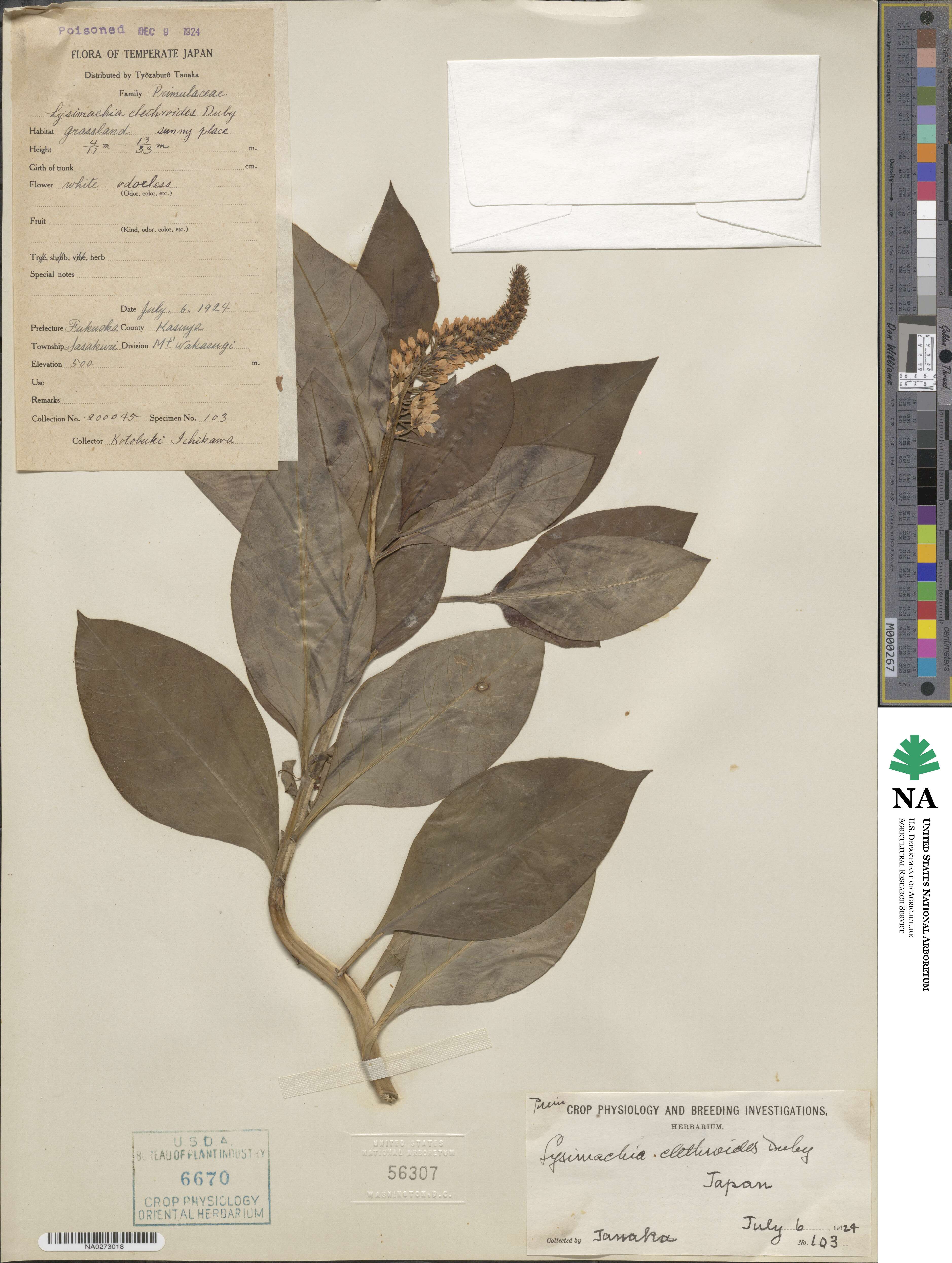 Lysimachia clethroides image