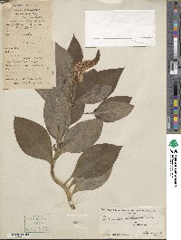 Lysimachia clethroides image