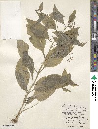 Image of Lysimachia decurrens