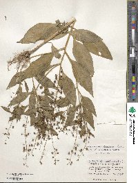 Lysimachia decurrens image