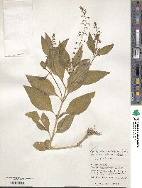 Lysimachia decurrens image
