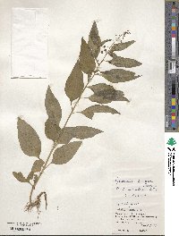 Lysimachia decurrens image