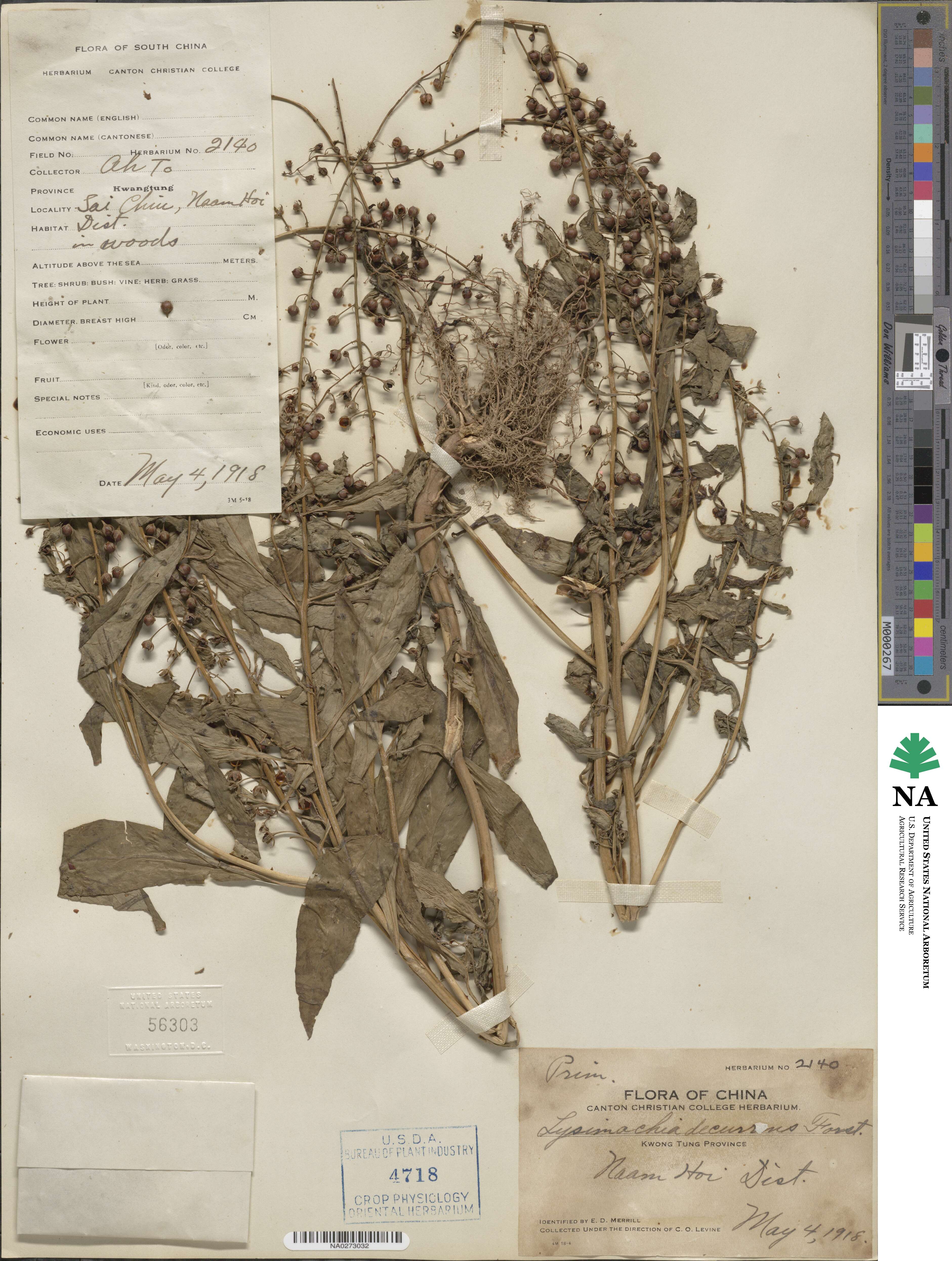 Lysimachia decurrens image