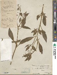 Lysimachia decurrens image