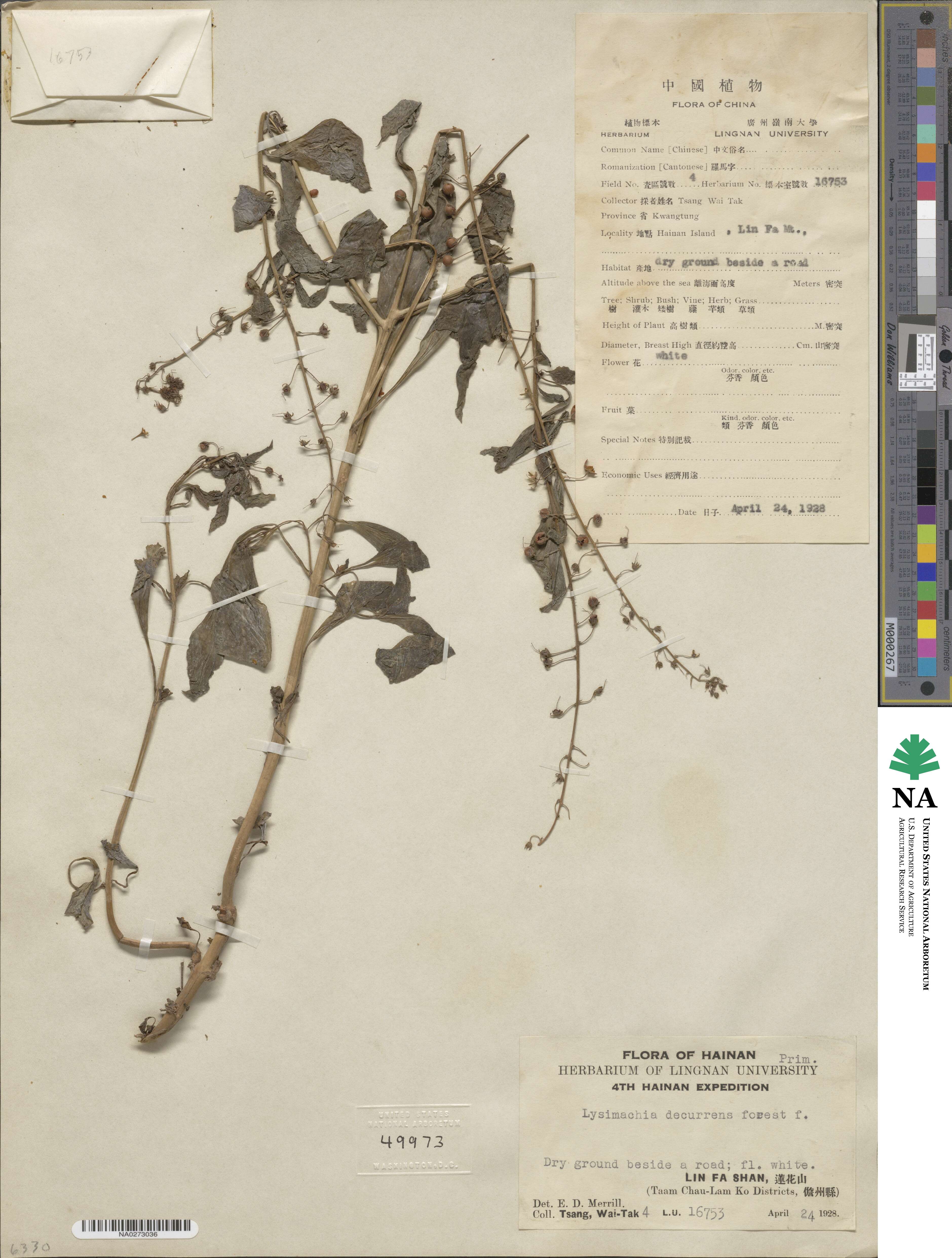Lysimachia decurrens image