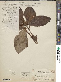 Image of Lysimachia fordiana