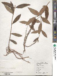 Lysimachia fortunei image