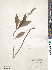 Lysimachia fortunei image