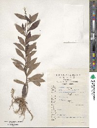 Lysimachia fortunei image