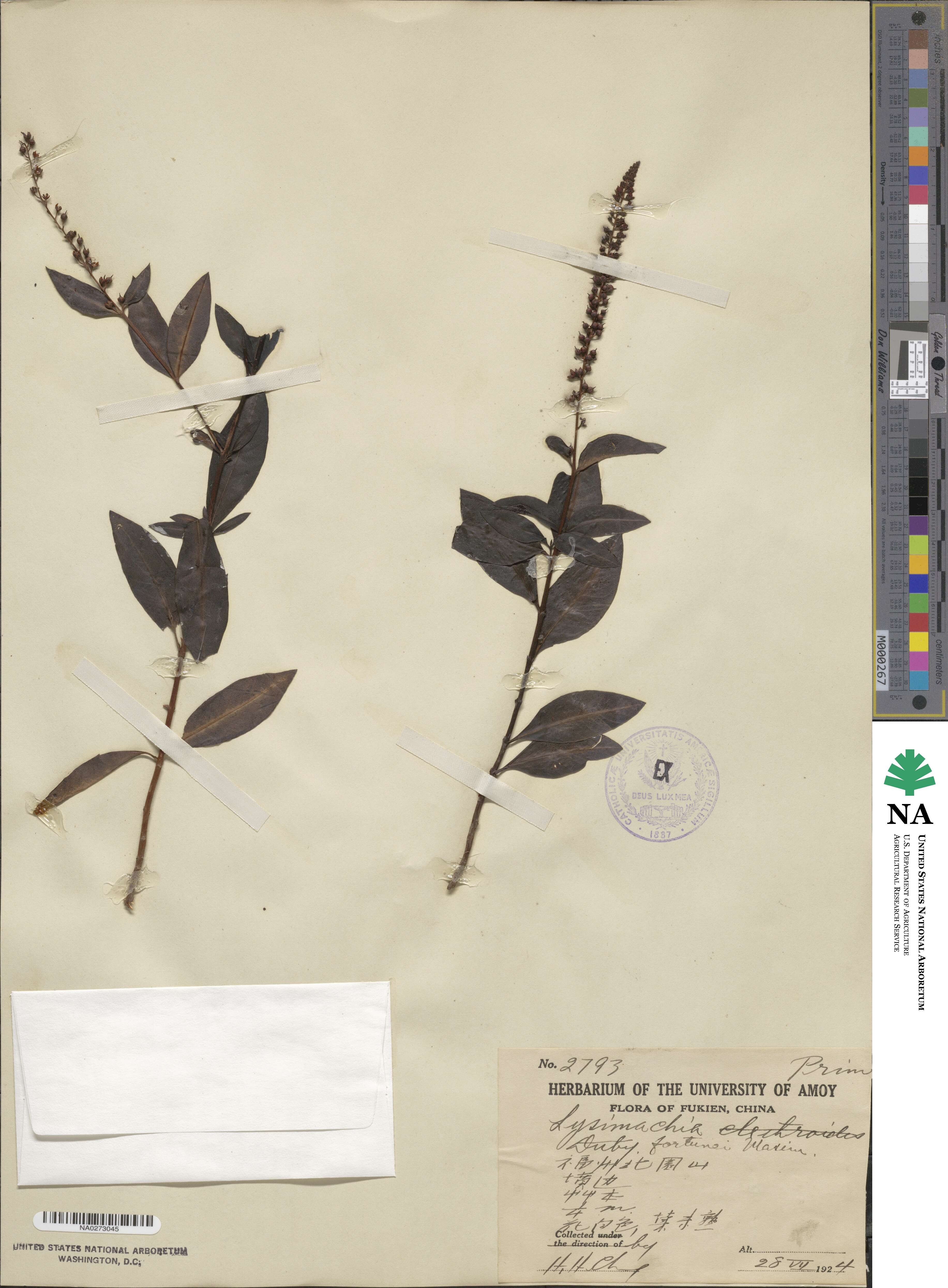 Lysimachia fortunei image