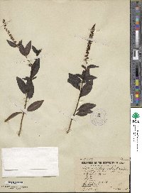 Lysimachia fortunei image