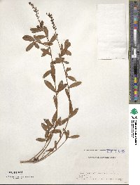 Lysimachia fortunei image