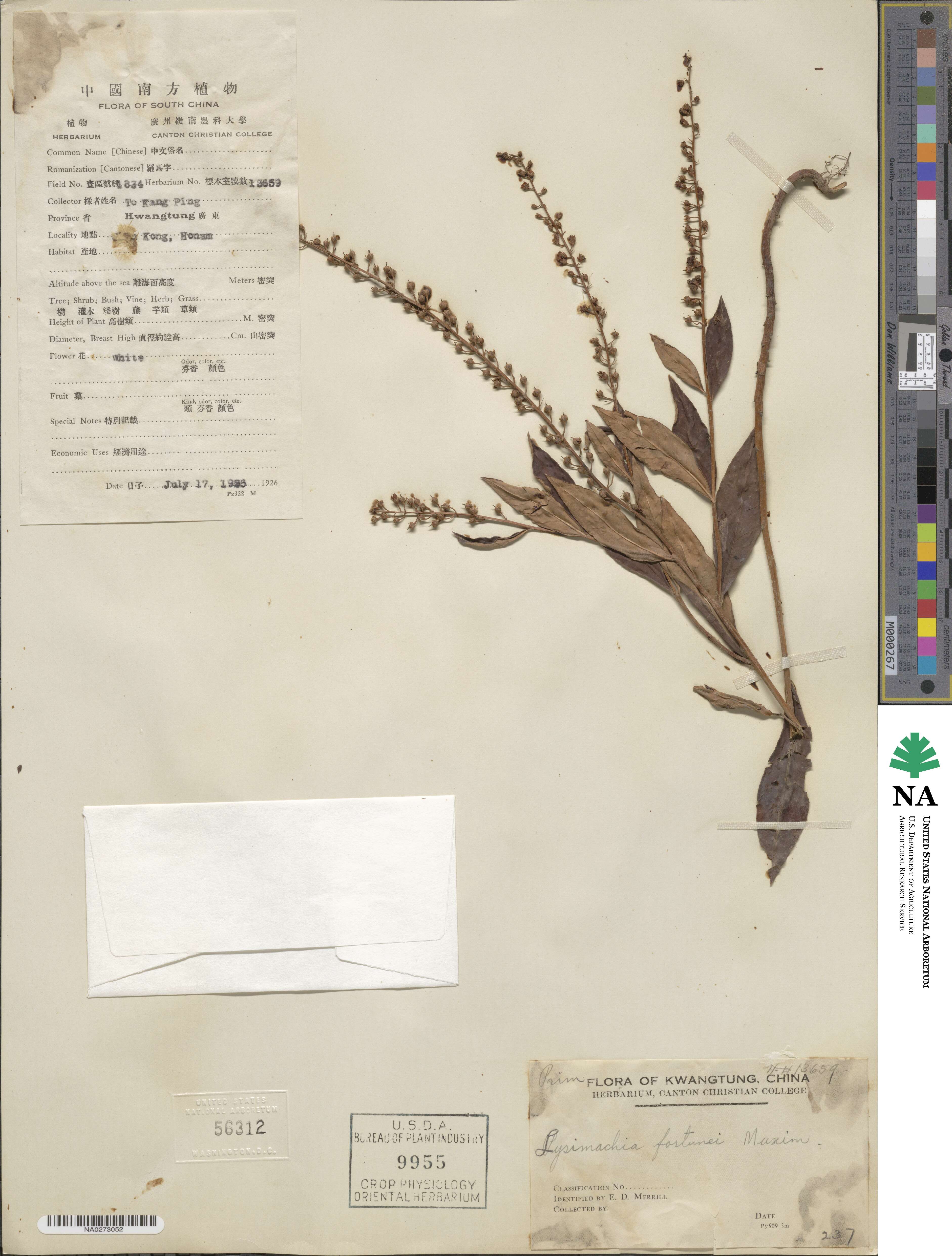 Lysimachia fortunei image