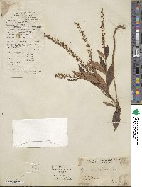 Lysimachia fortunei image