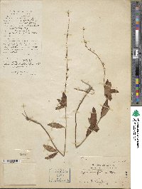 Lysimachia fortunei image