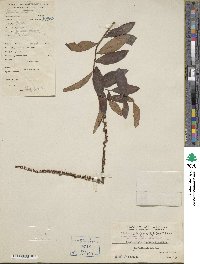 Lysimachia fortunei image