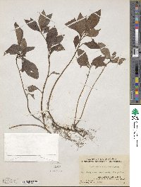 Lysimachia capillipes image