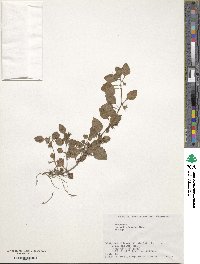 Lysimachia japonica image