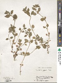 Lysimachia japonica image