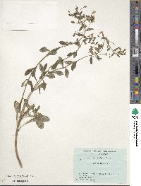 Lysimachia mauritiana image