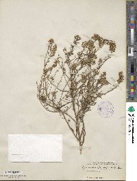 Lysimachia pentapetala image