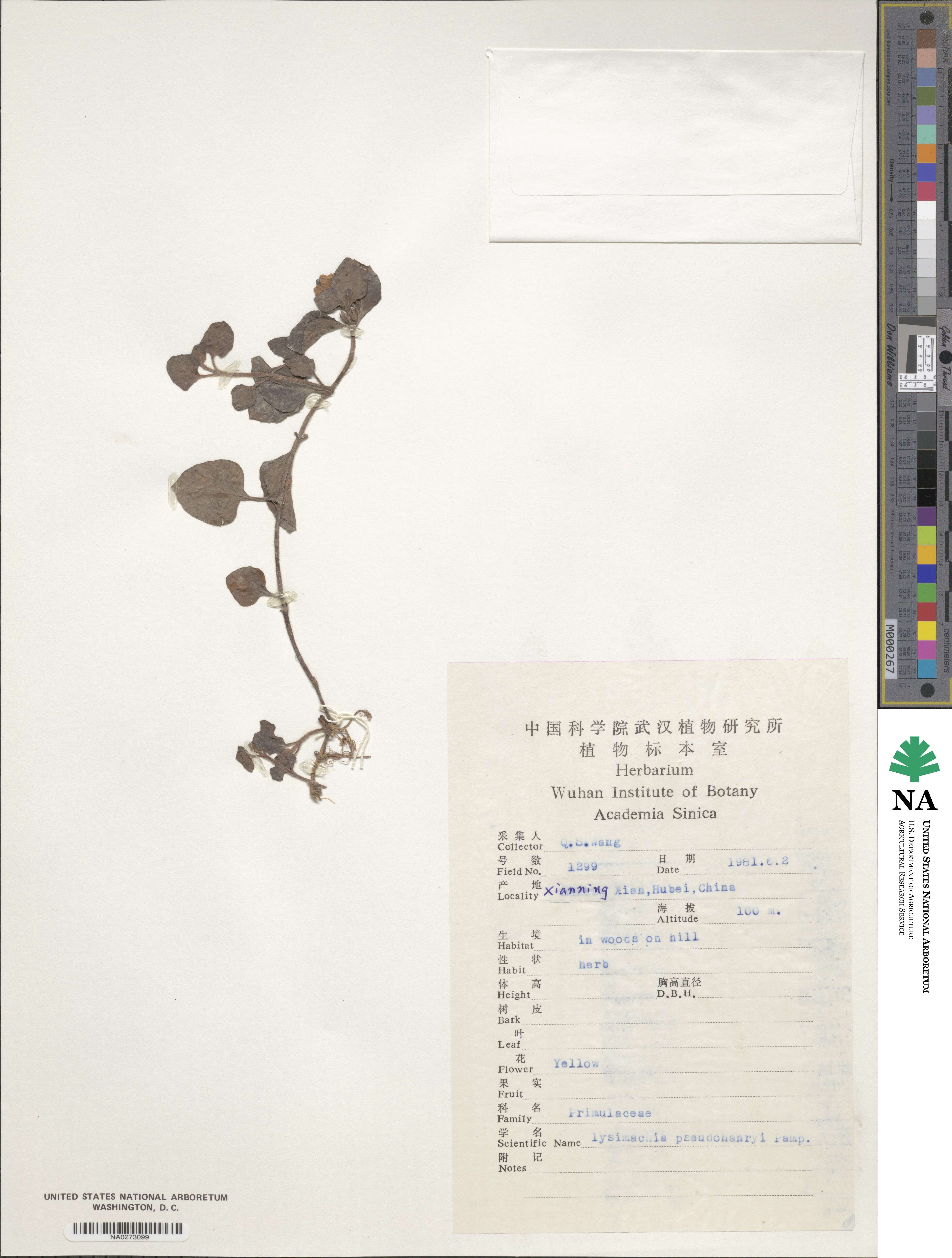 Lysimachia pseudohenryi image