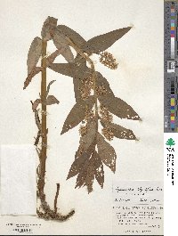 Lysimachia thyrsiflora image