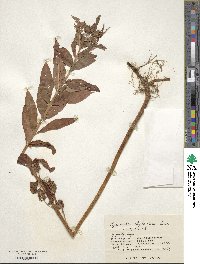 Lysimachia thyrsiflora image